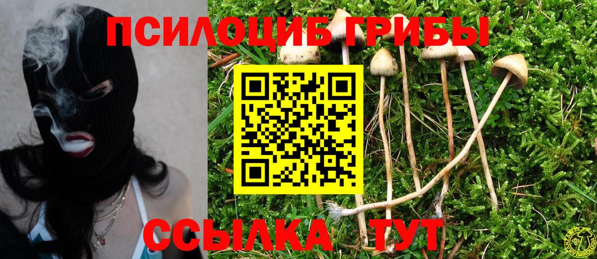 Галлюциногенные грибы Psilocybe Апрелевка